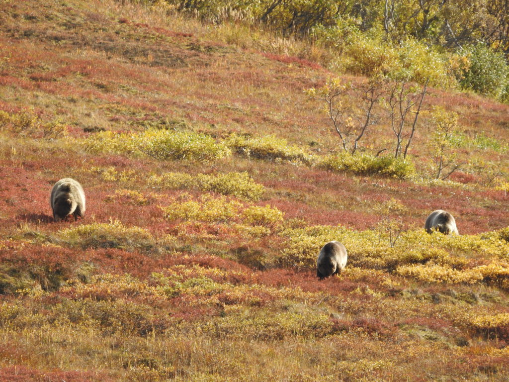 Une famille de grizzlis photographiée par Anthony Verlaine, lors de sa traversée du Parc Denali.